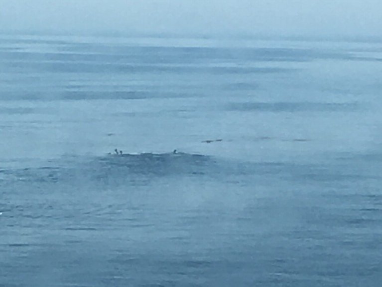 津軽海峡のイルカ？の群れ