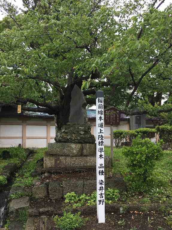 松前の桜